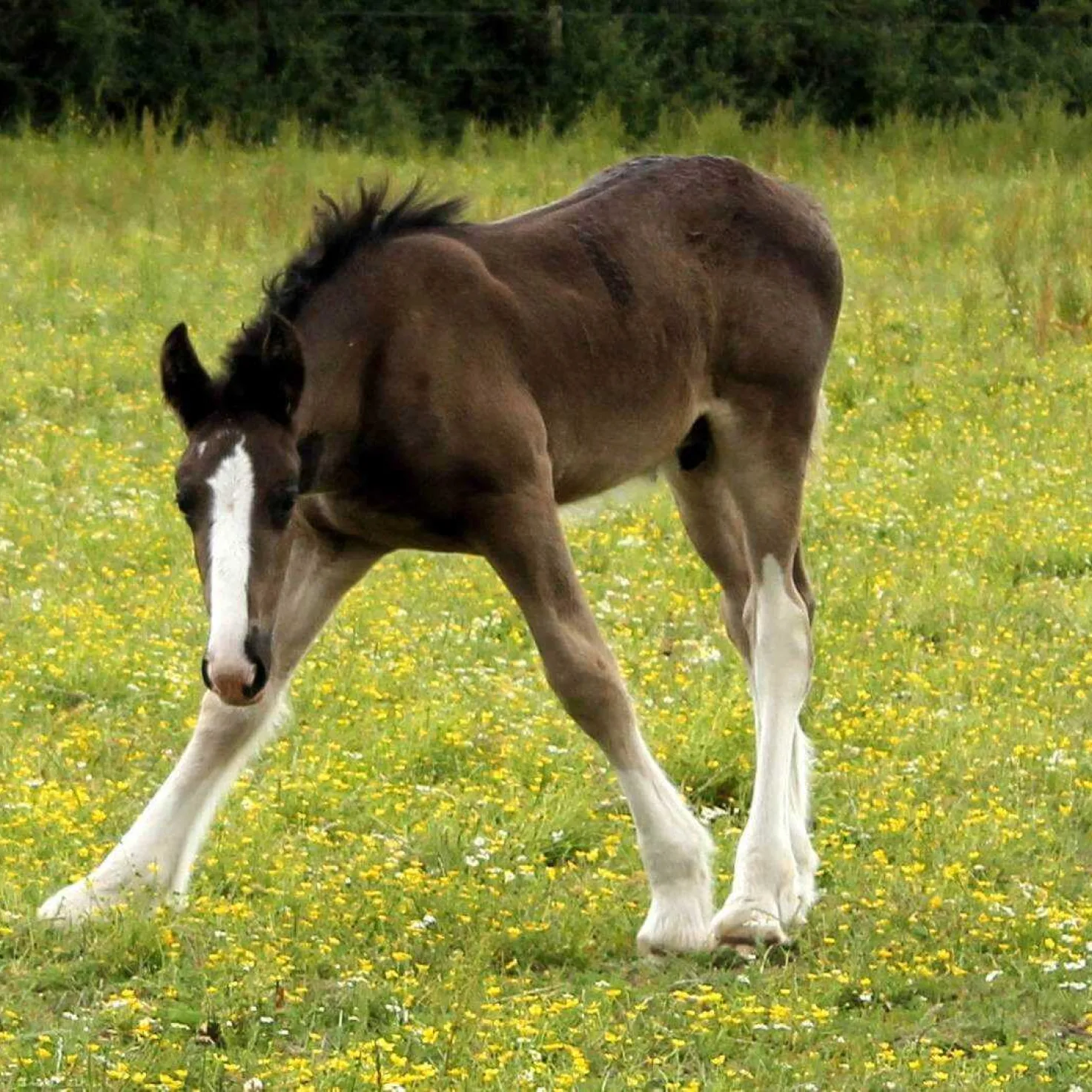 KHAN EHPPS 25 JUNE 2014