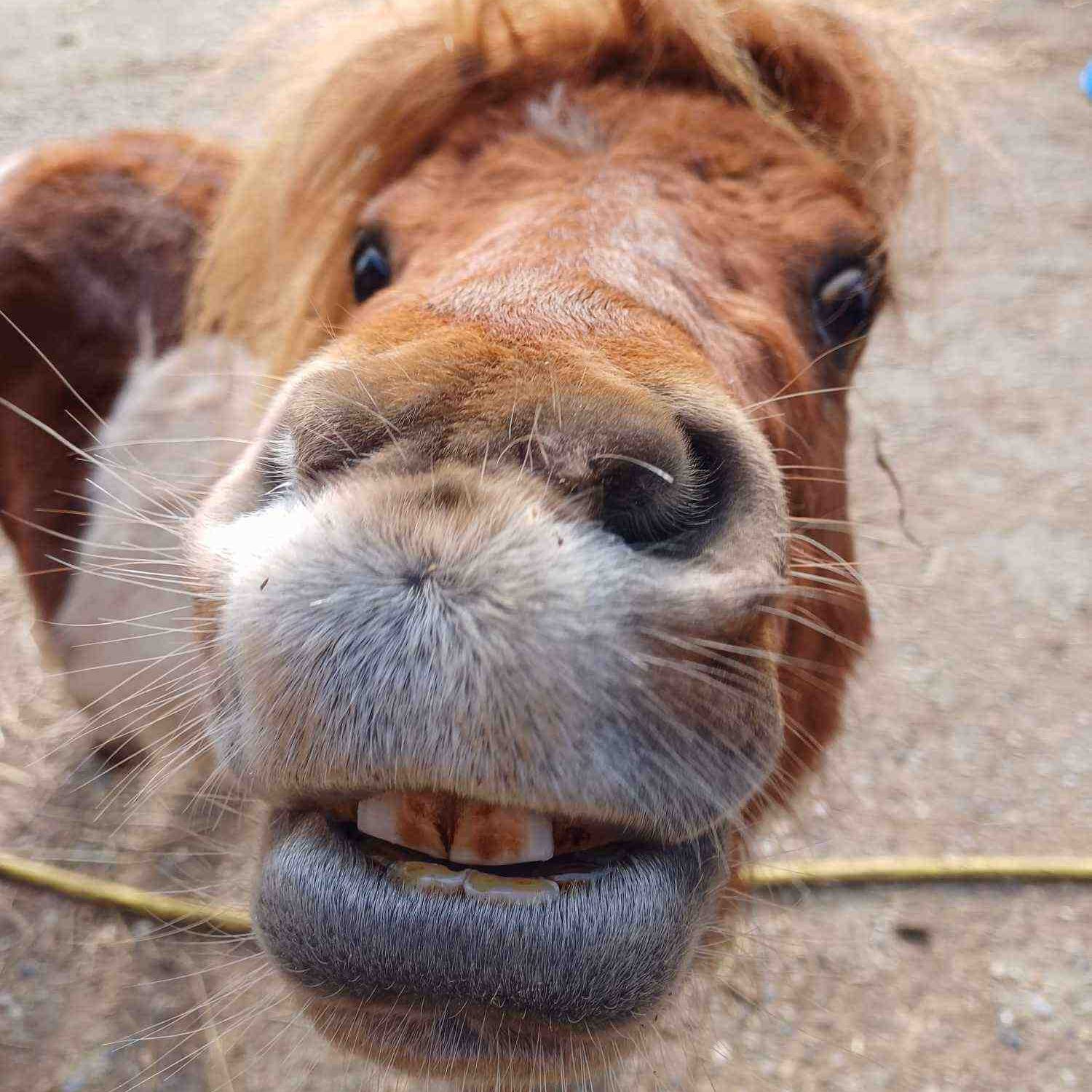 Horse face 11