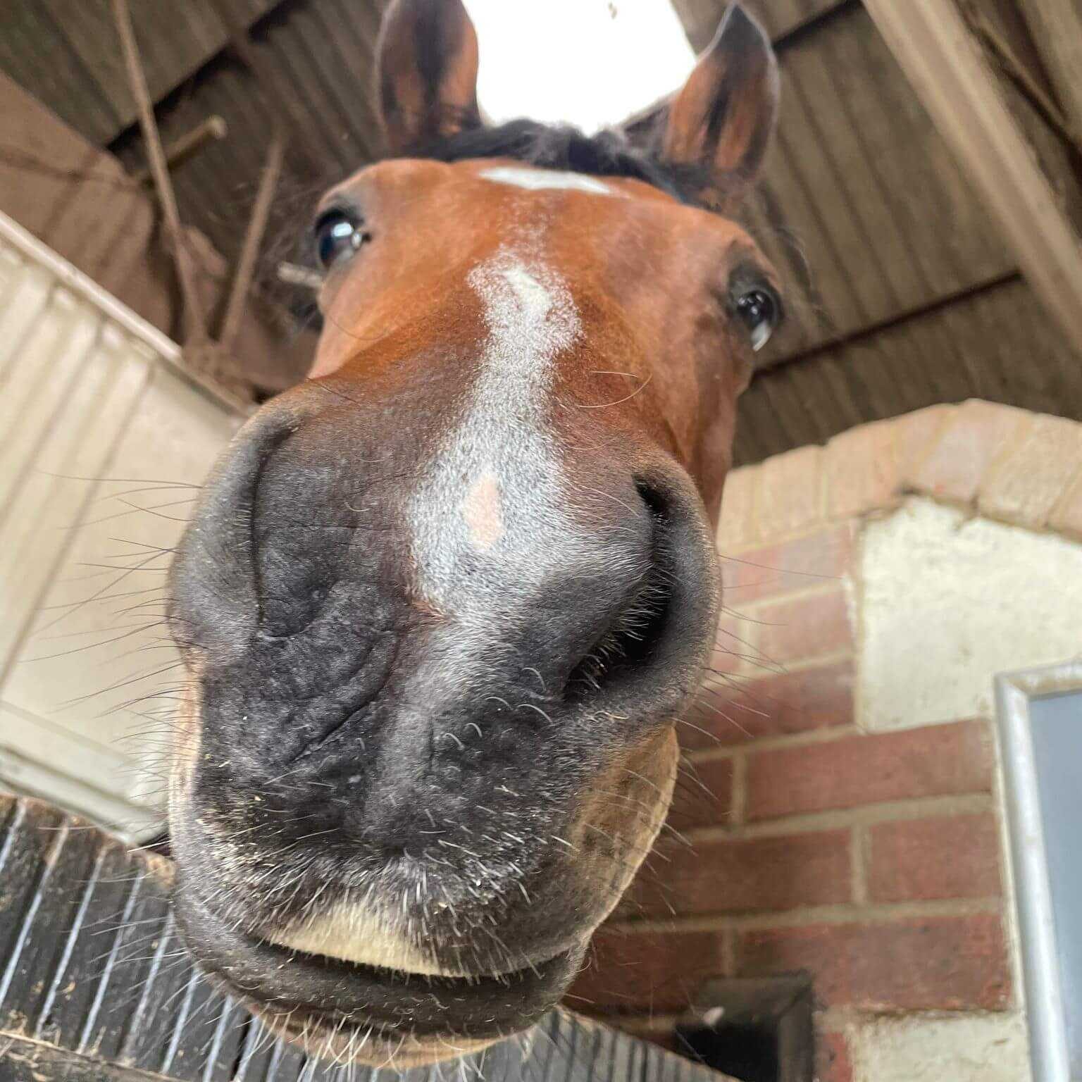 Horse face 13