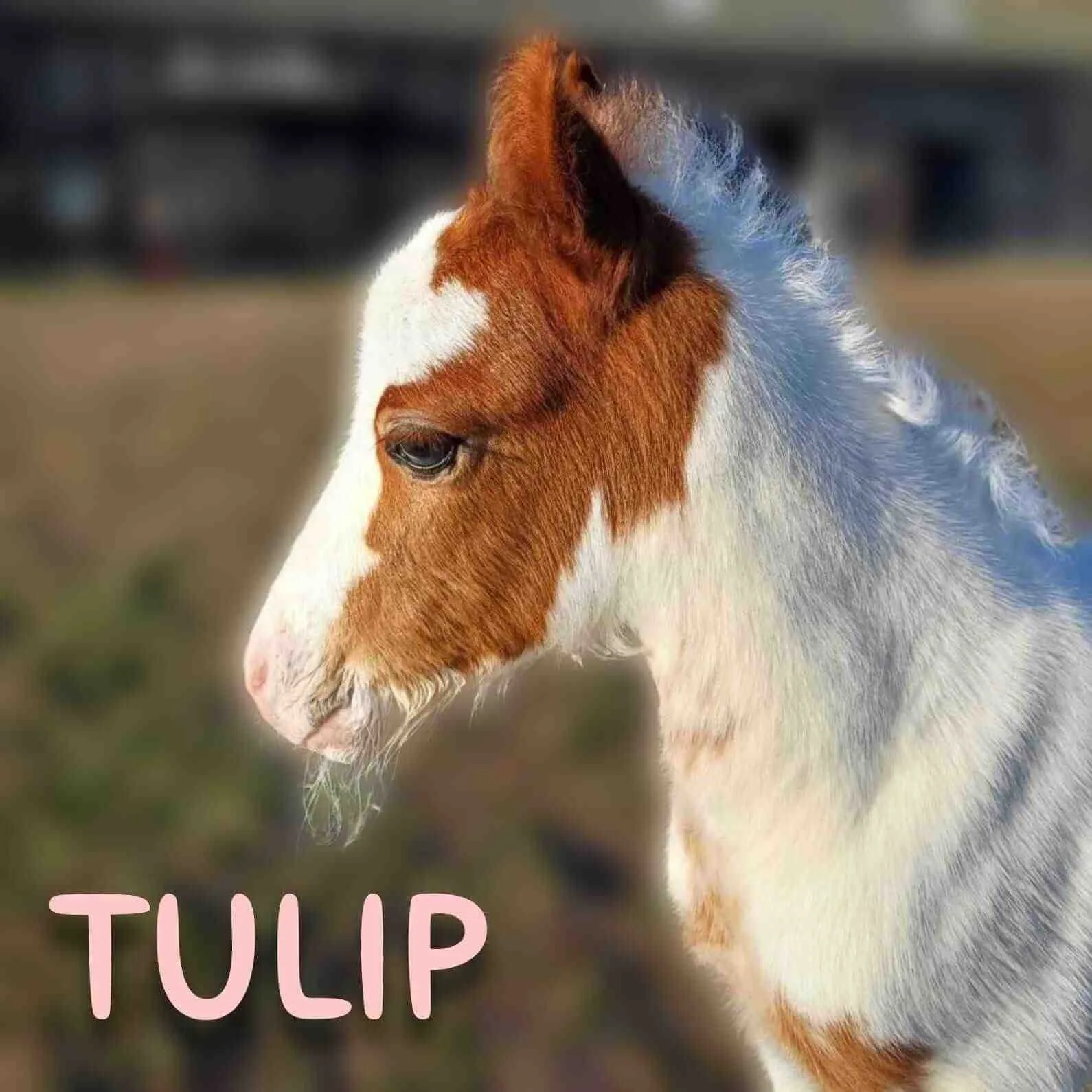 Tulip