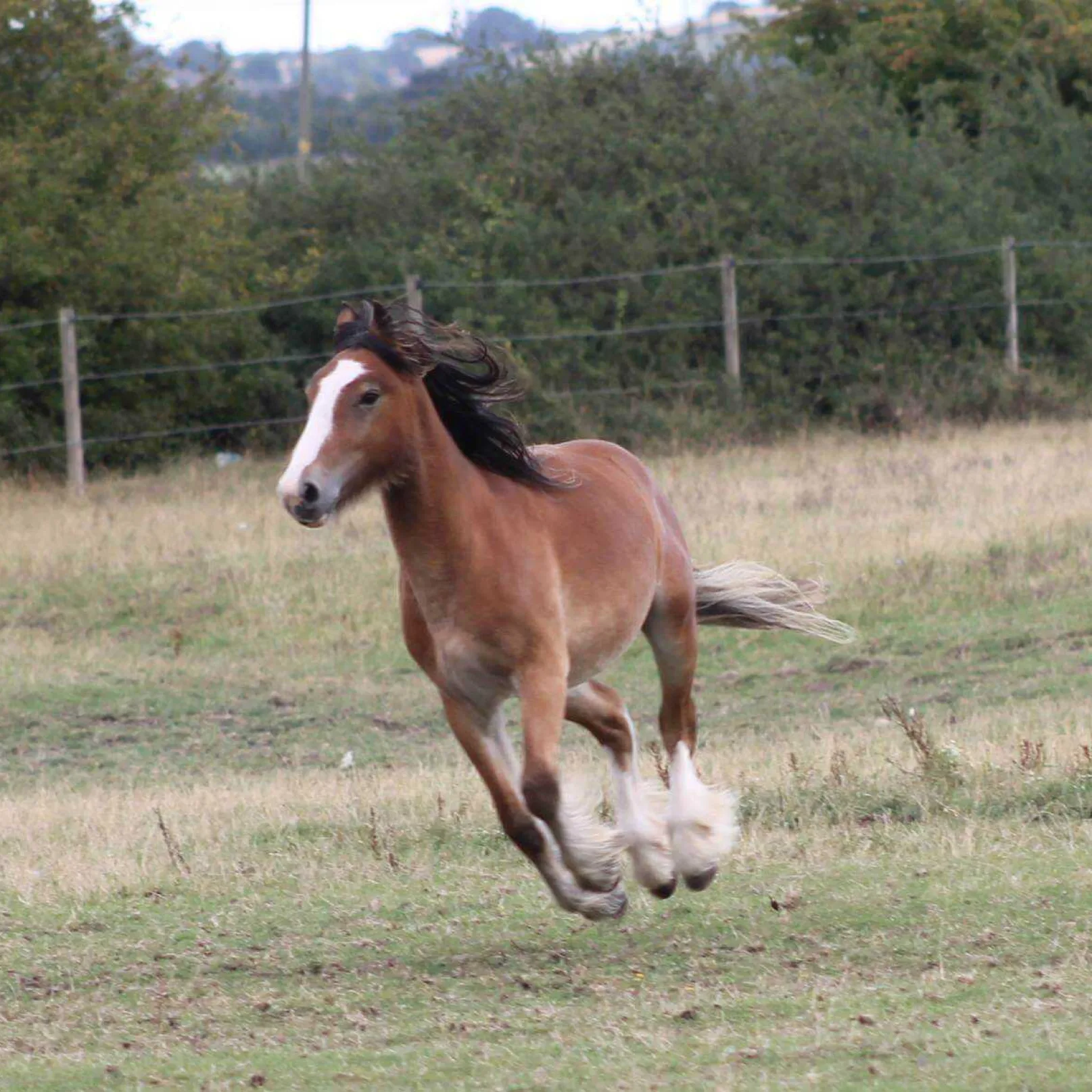 Horse flint happy boy