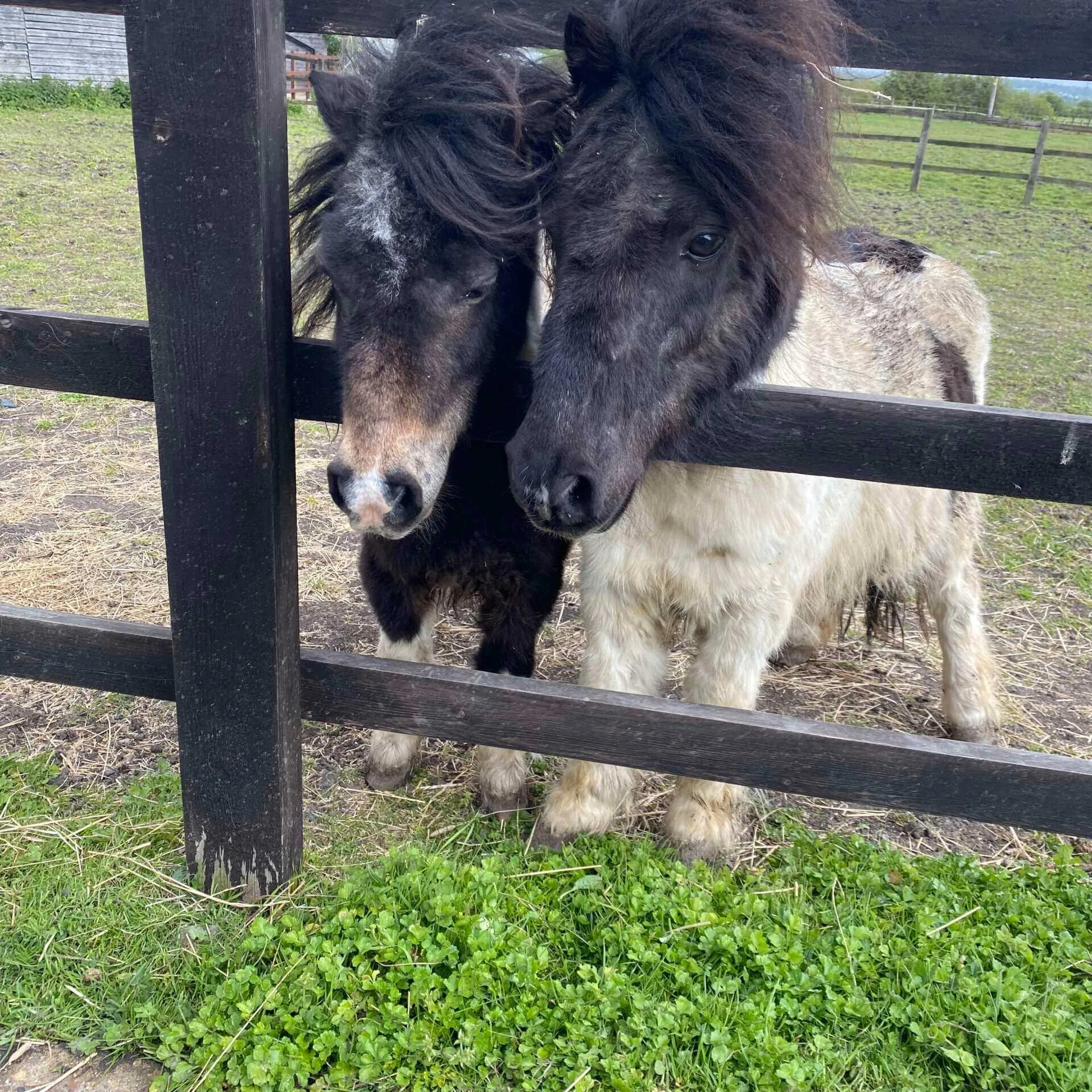 Two tiny horses in fance