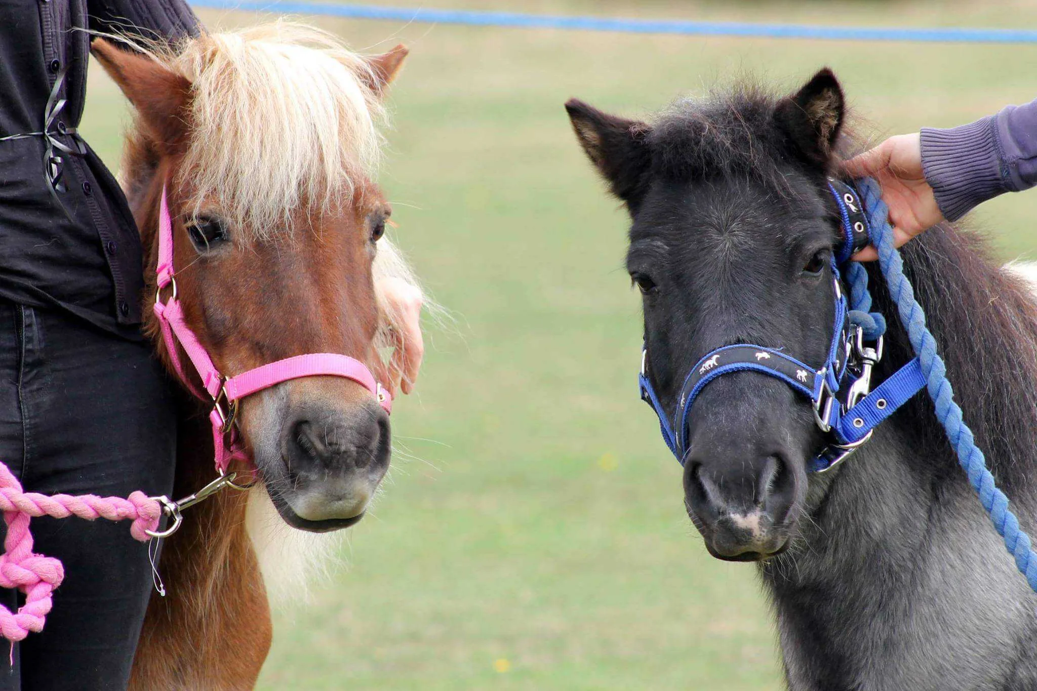 Pye and scooby 18 9 16