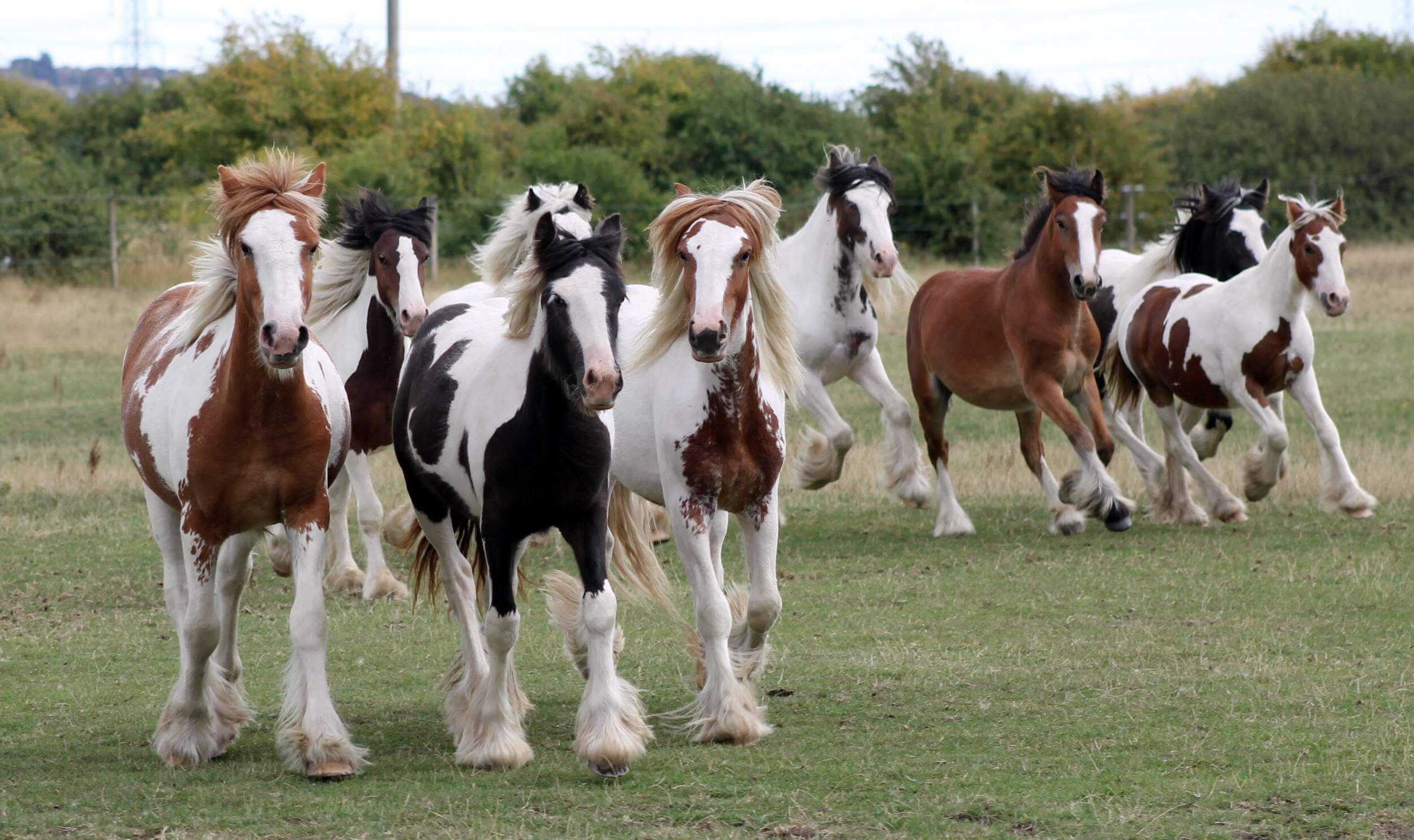 The Colts