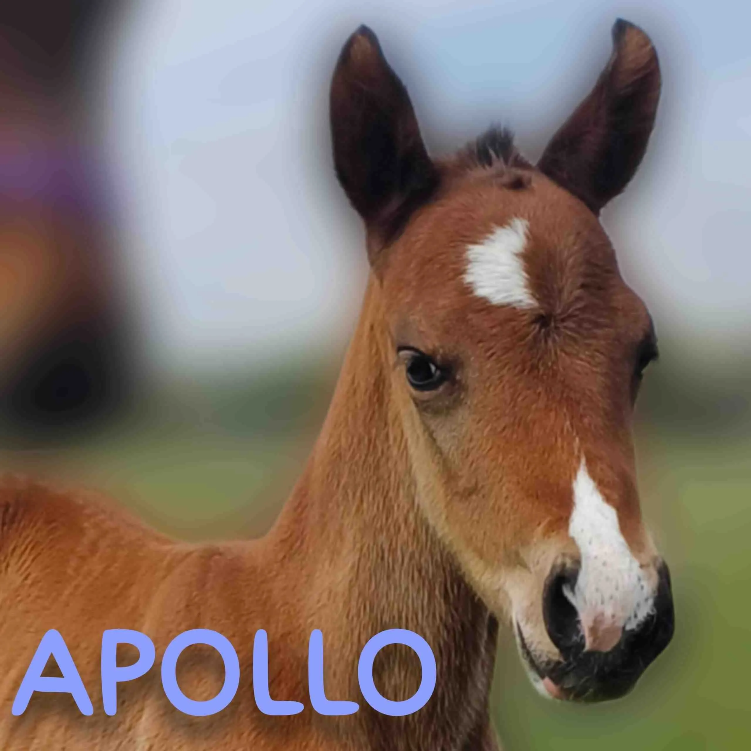 Apollo
