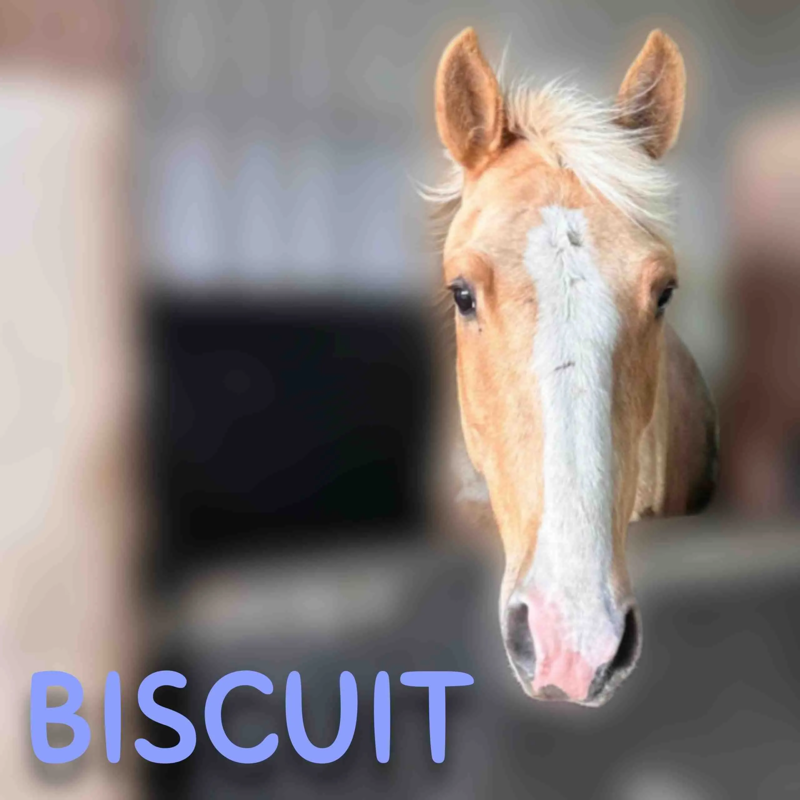 Biscuit