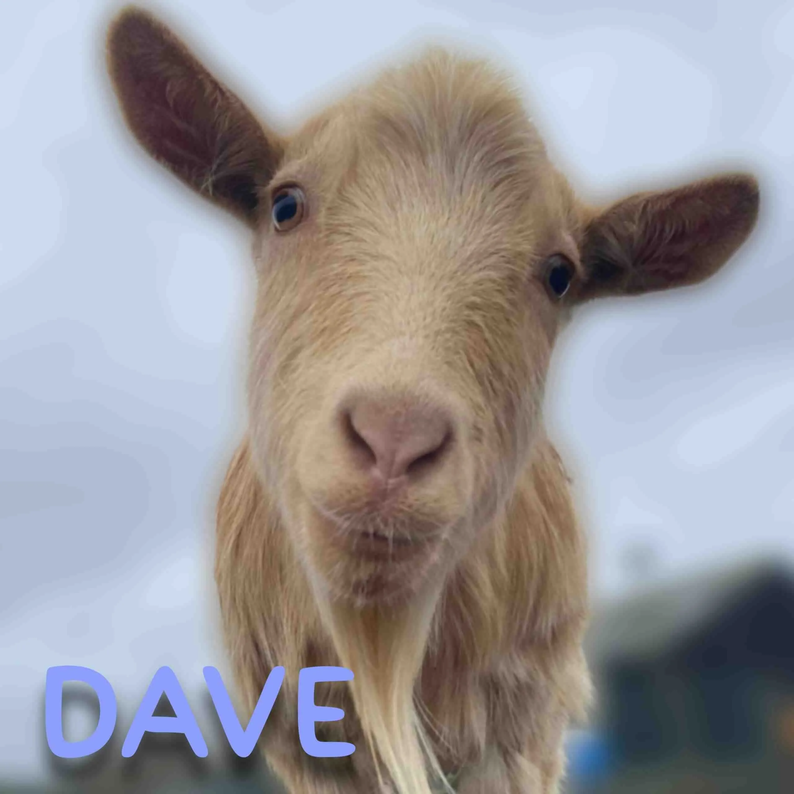 Dave