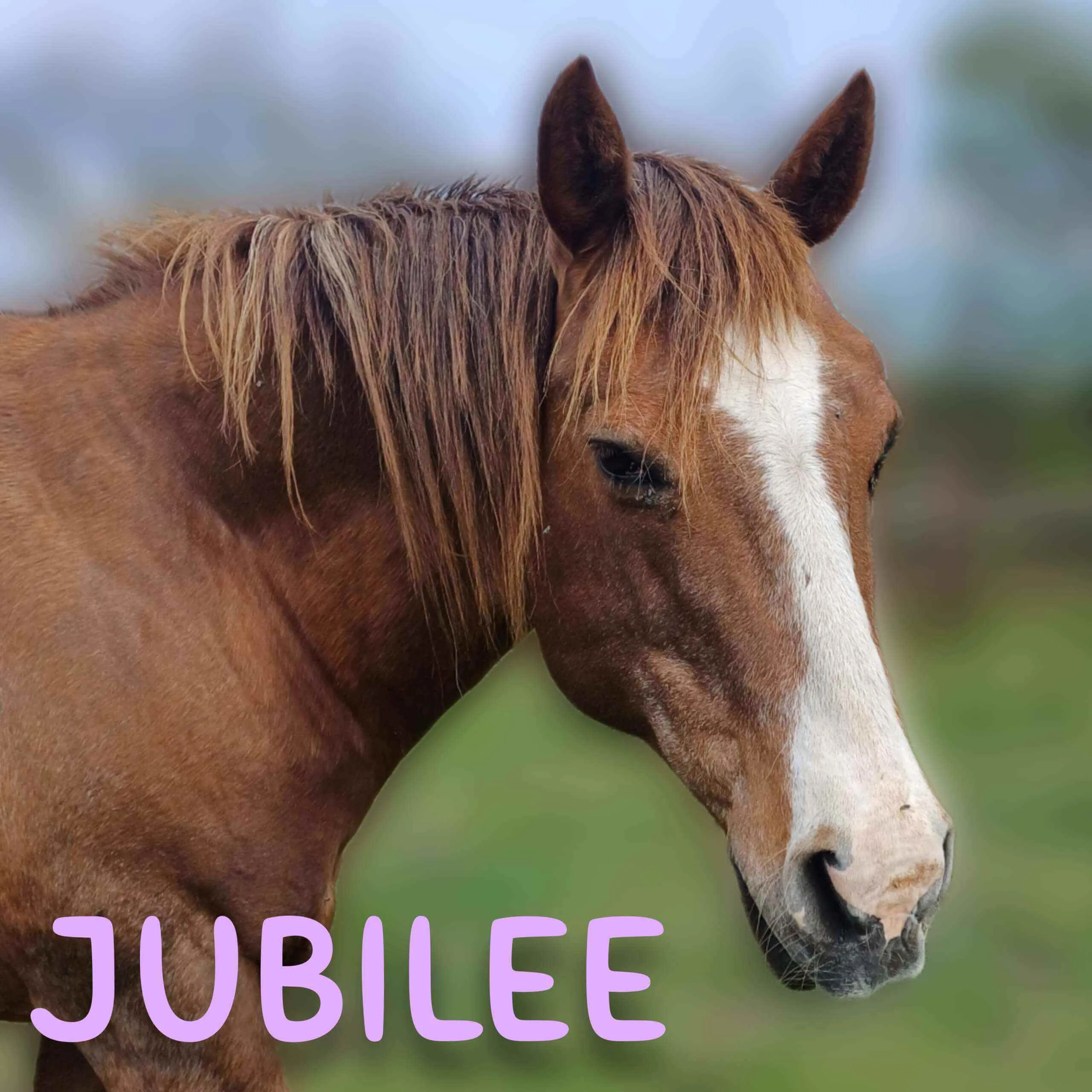 Jubilee