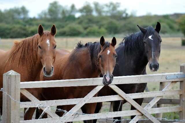 3 horse faces