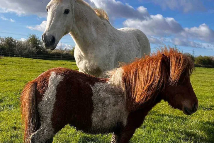 Little and large