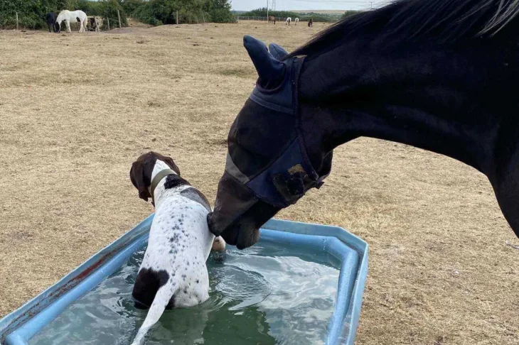 Dog and horse