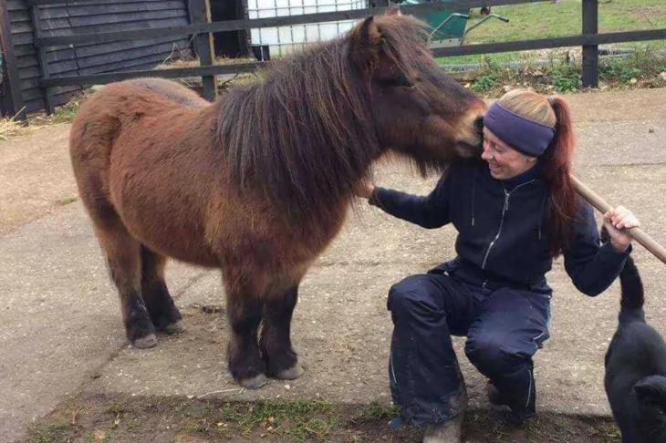Horse nibble