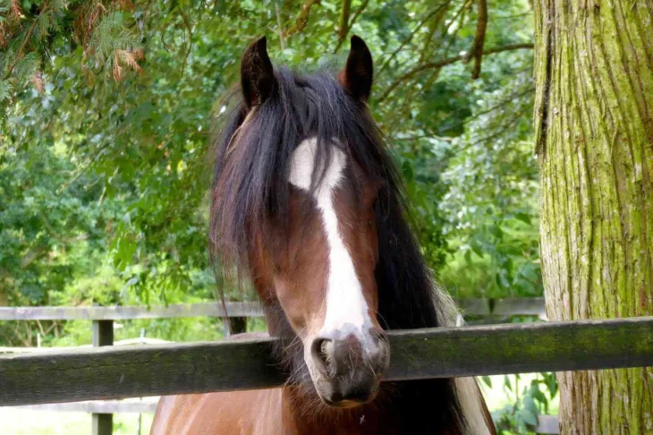 Horse face 15