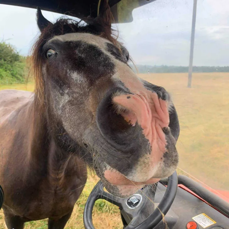 Horse face 2