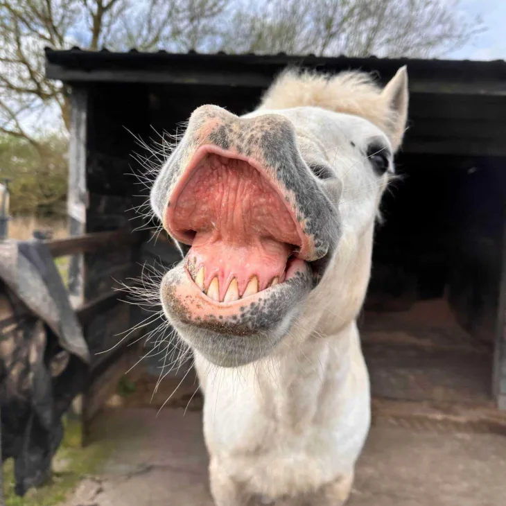 Horse face