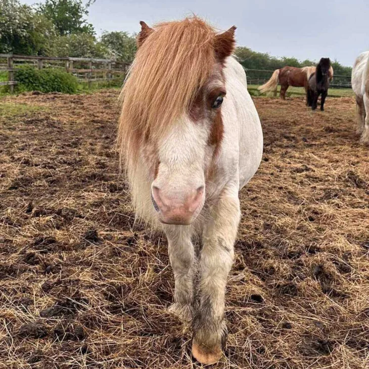Horse face 6