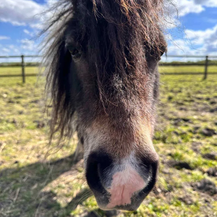 Horse face 7
