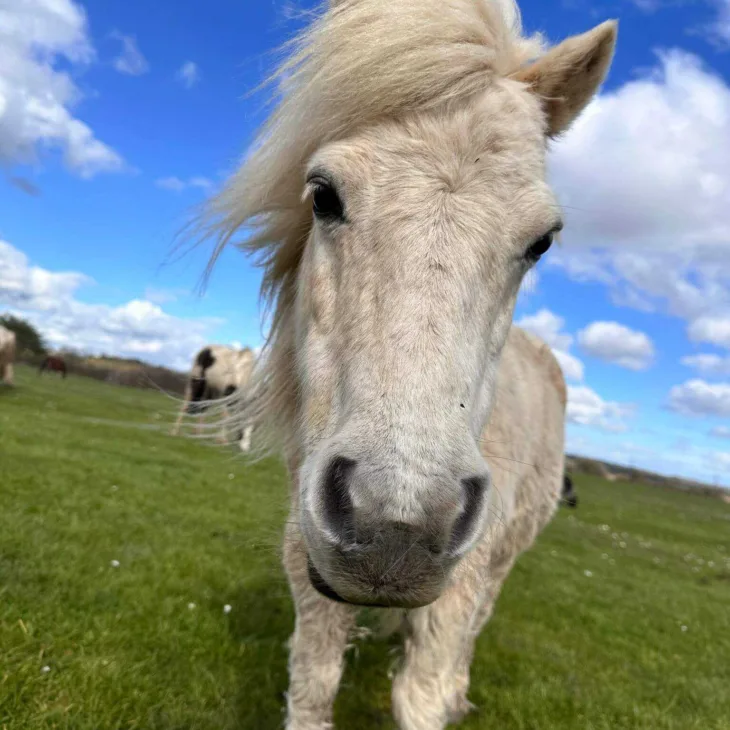 Horse face 9