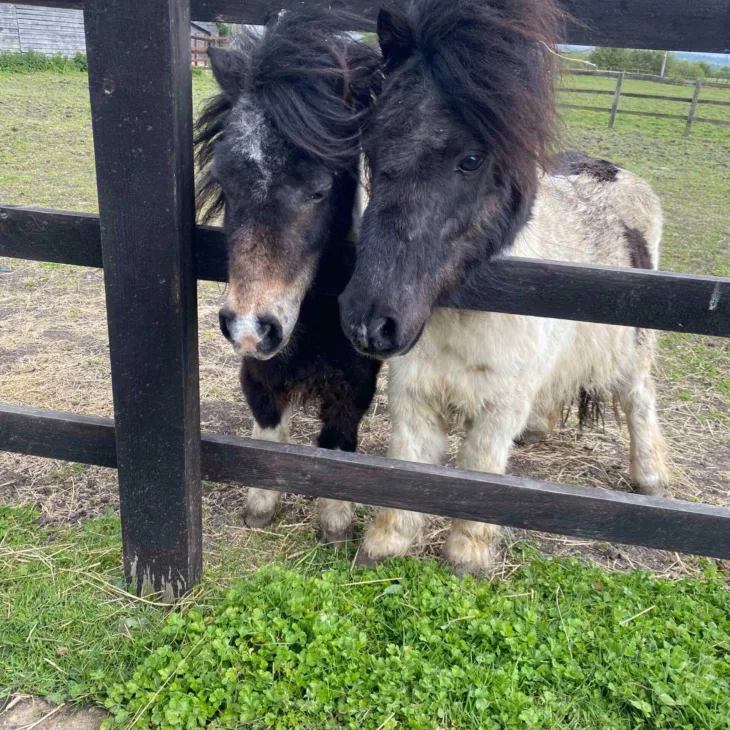 Two tiny horses in fance