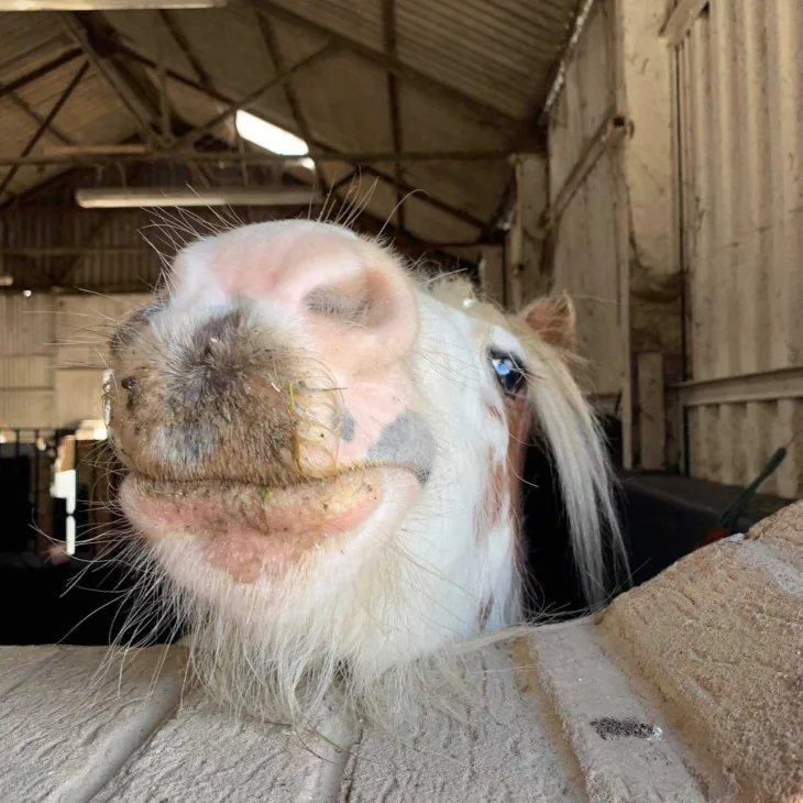 Horse face 14