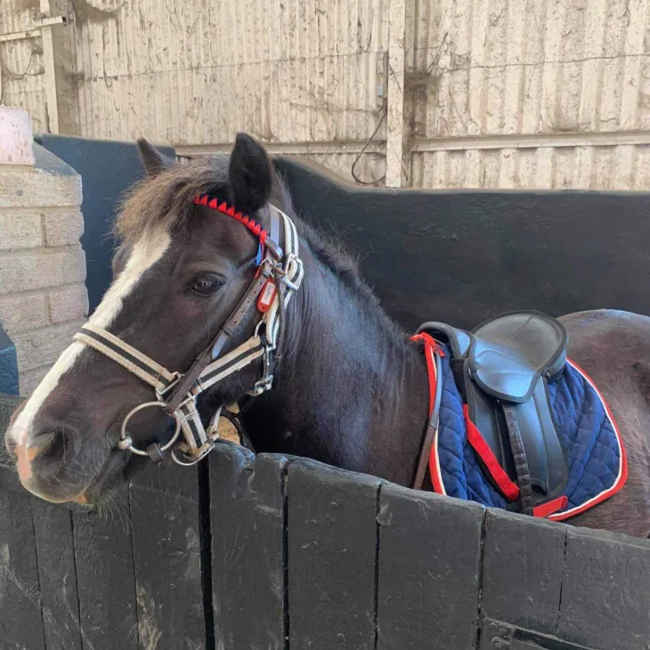 Horse with saddle