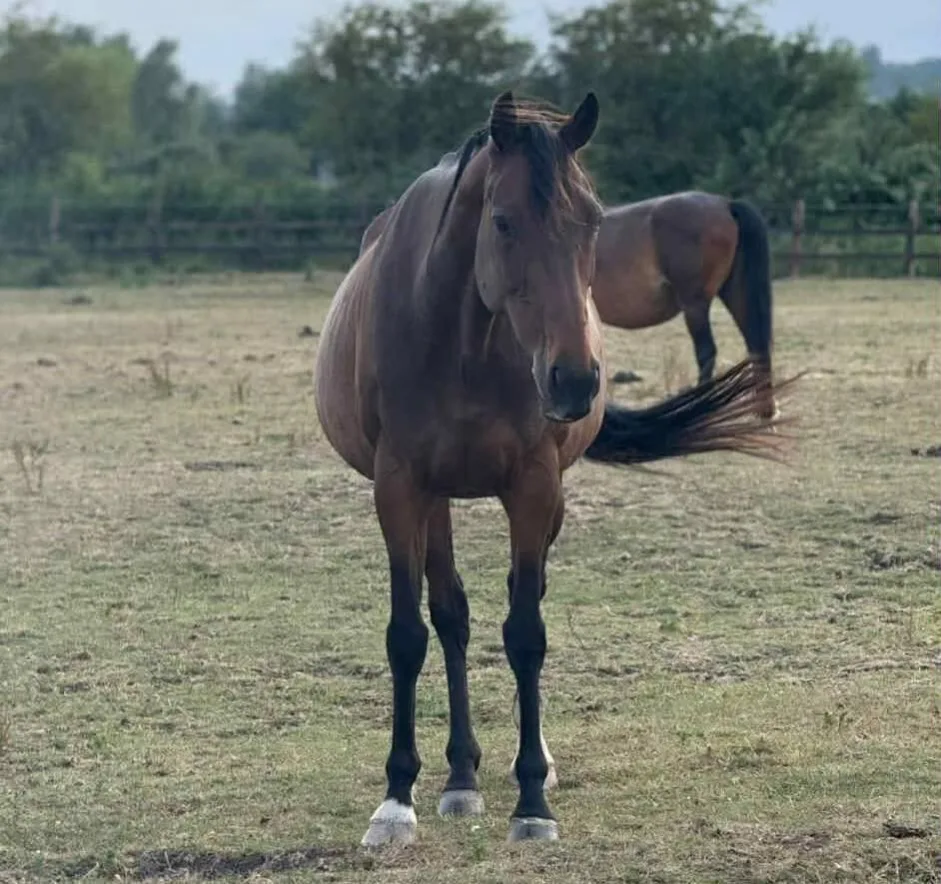 D41e41ad f256 447e b74a a869e688c1e5