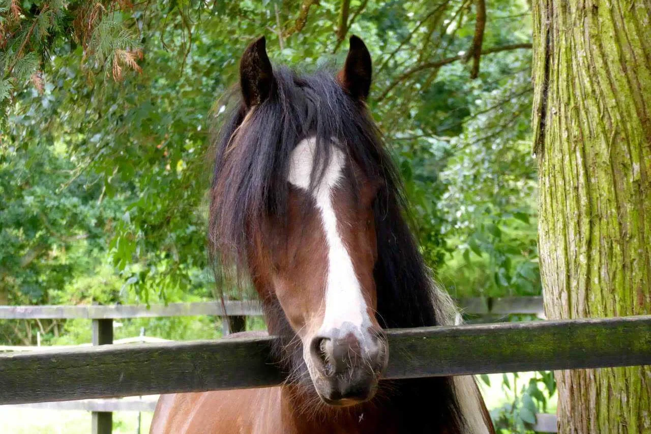 Horse face 15