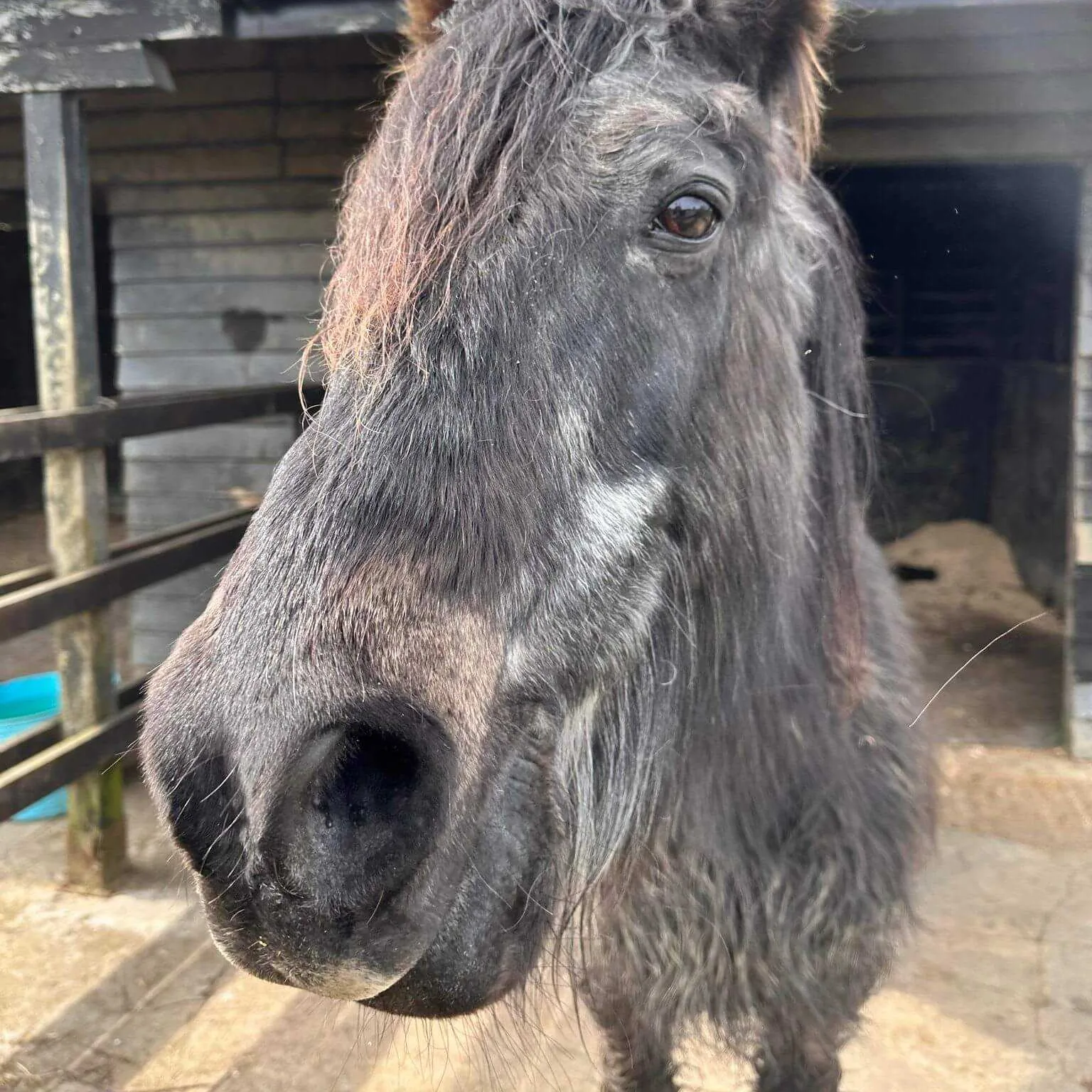 Horse face 5