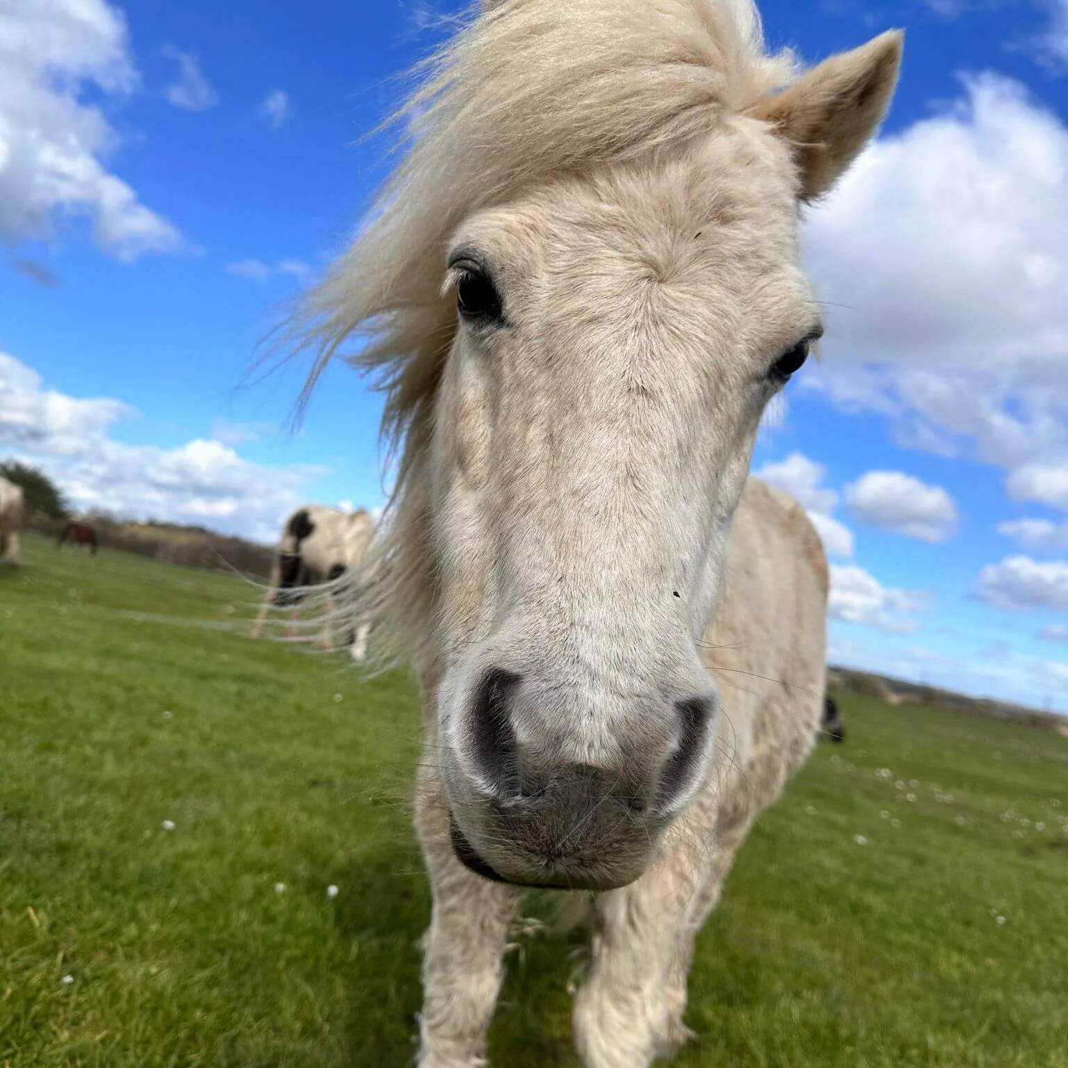 Horse face 9