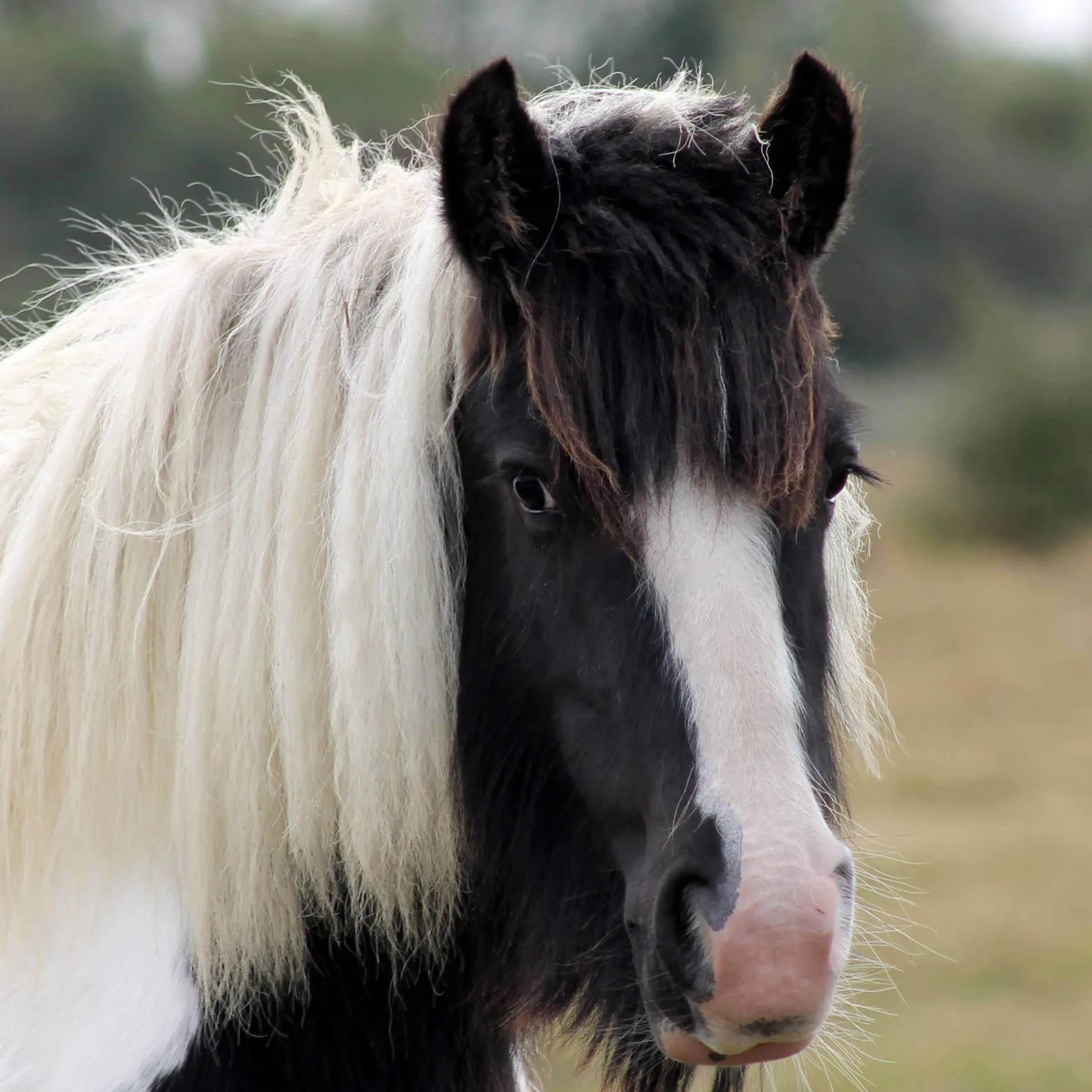Horse face 4