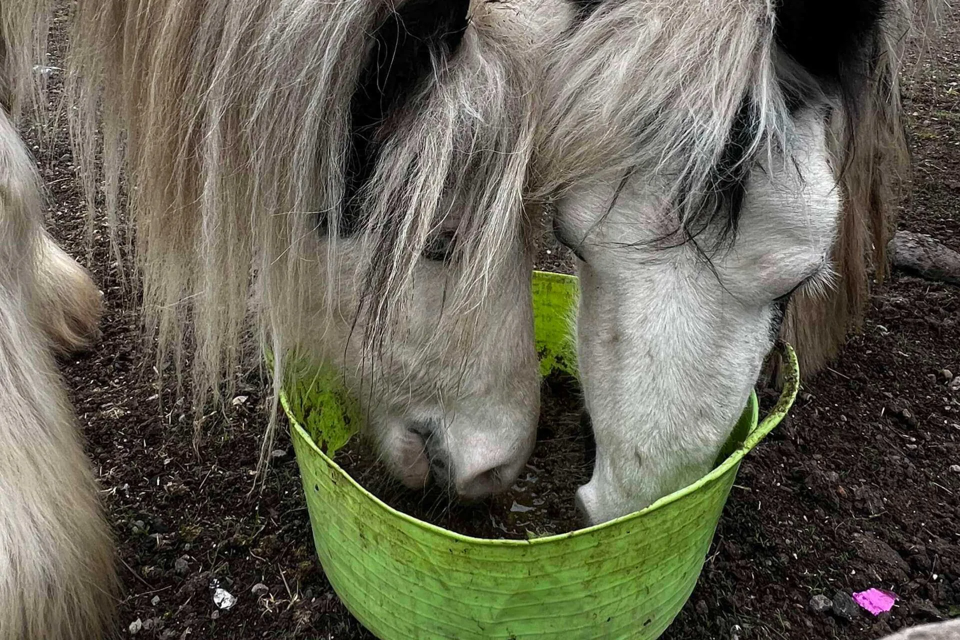 Two horses feeding