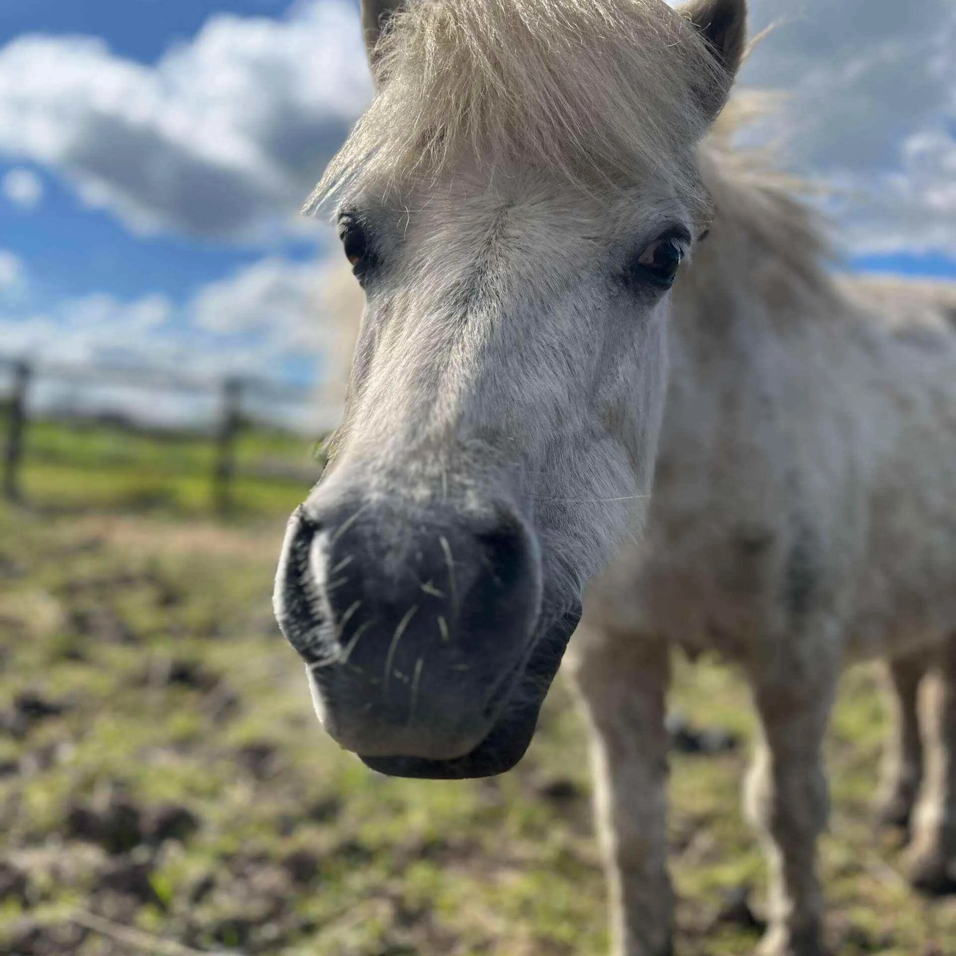 Horse face 8